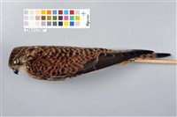 藏品(東方紅隼)的圖片